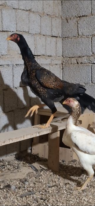 Дакан тухимлари сотилади 14-дона бор