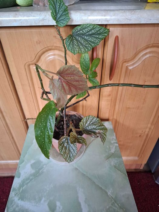 Комнатные цветы  разные