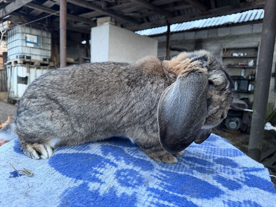 Iepuri berbec german