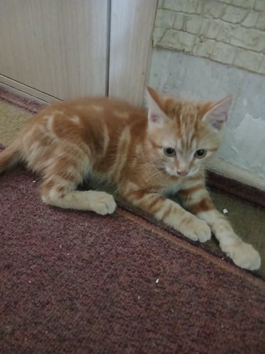 Котята  тайской породы ,голубоглазые.