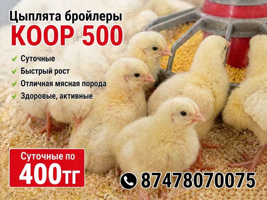 Цыплята бролейров