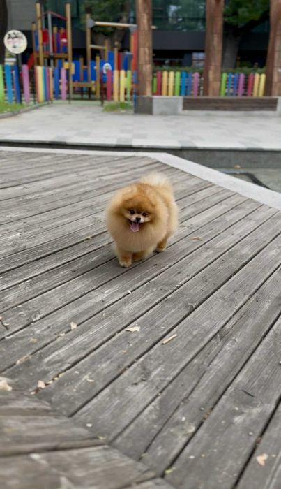 Померан Момичета с Родословие FCI