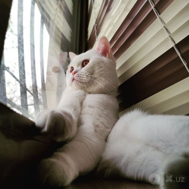 Котенок скоттиш фолд девочка