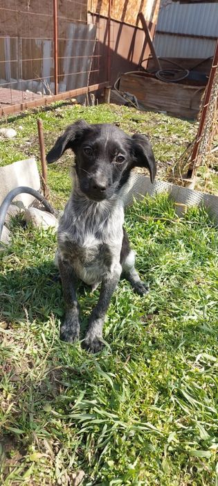 Щенки спаниеля. В хорошие руки привитые