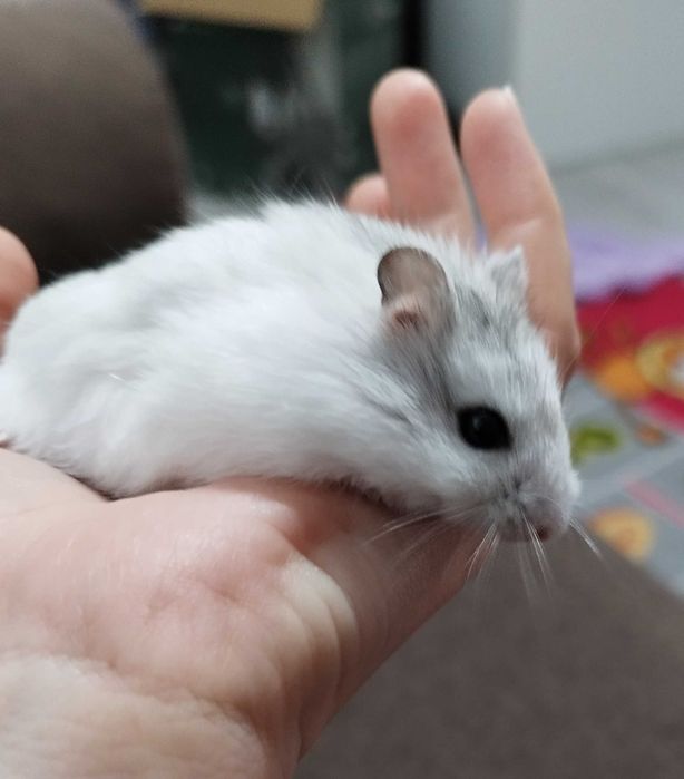 Hamsteri pitici Phodopus Campbelli