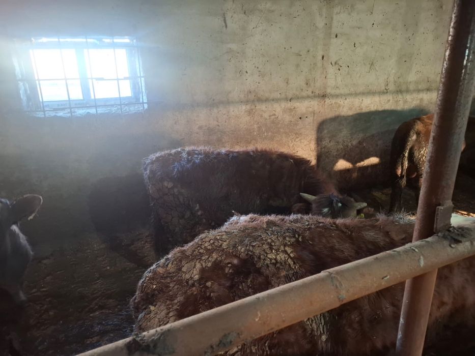 Бұқашықтар сатылады