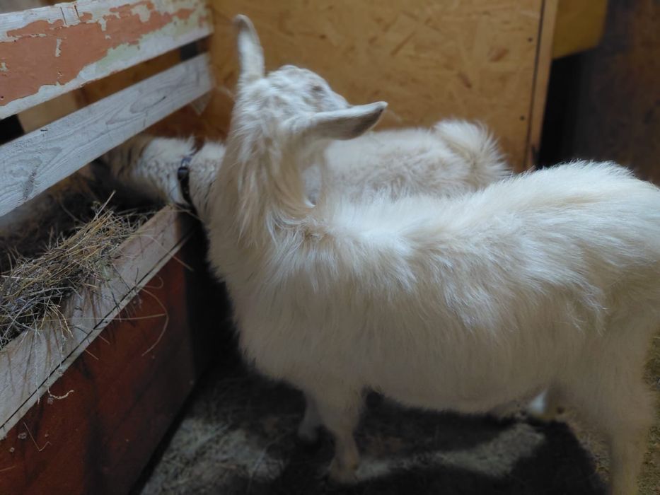 Зааенски ер ешкі