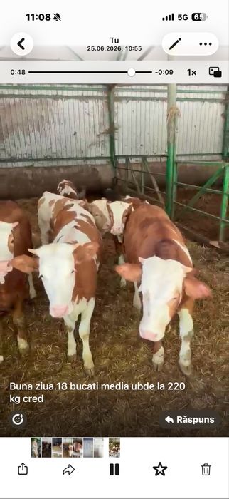 Vand taurasi/vitei intre 280-350 kg