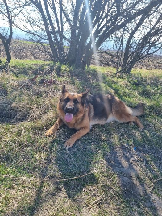 Немска овчарка женска