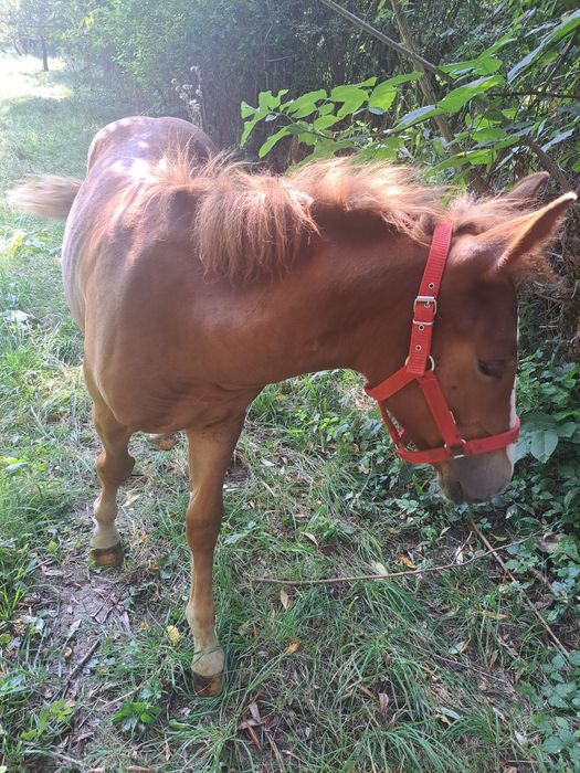Manza de 5 luni  provine din cai grei in ultima poza se poate vedea tatăl  ,,Campionu  Cimbru''