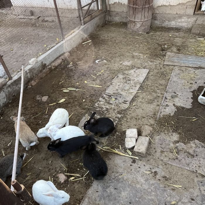 Қоян заец кролик