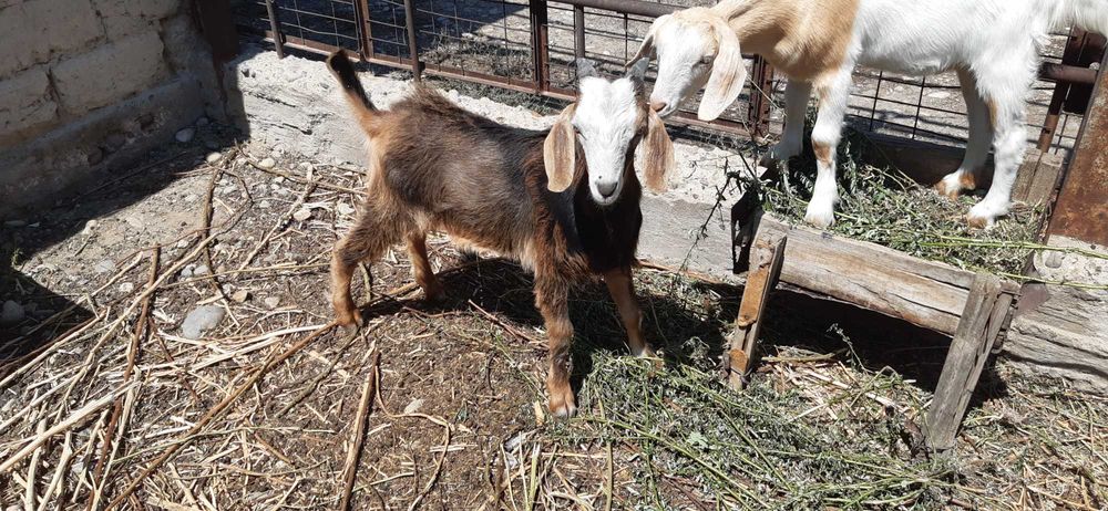 козленок - еркек лақ