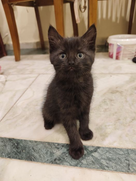 Котенок мальчик, приучен к лотку. Озорной и ласковый.