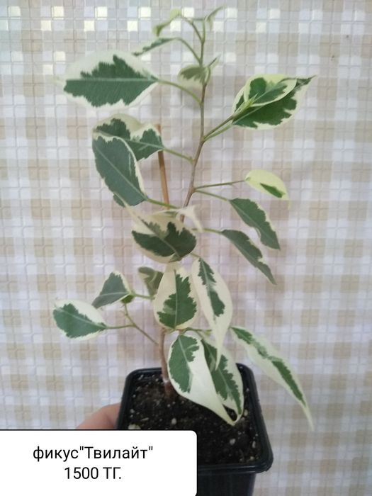 Продам Фикусы разные