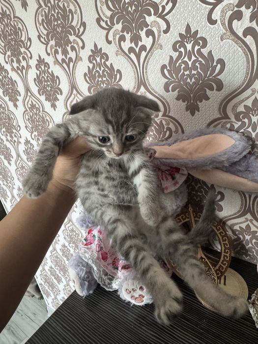 Шотландский вислоухий котенок