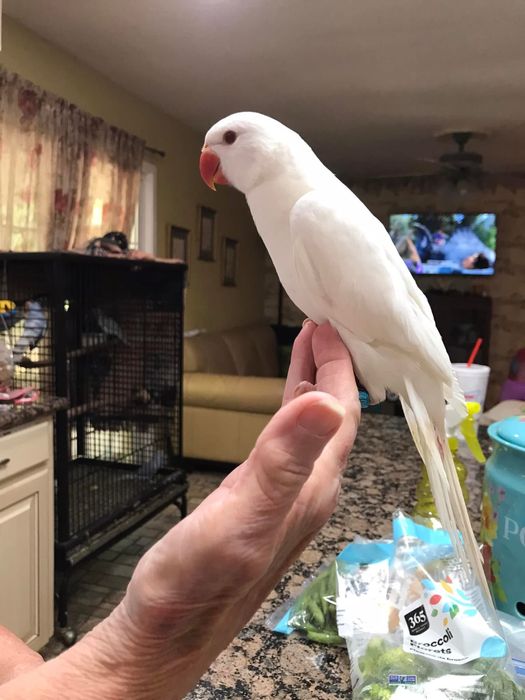 Papagali pui blanzi crescuti la mana micul alexandru alexander