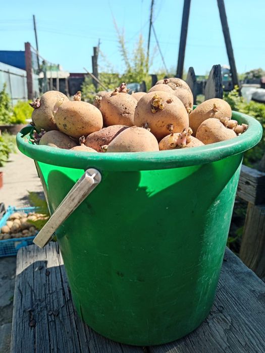 Продам семейную картошку