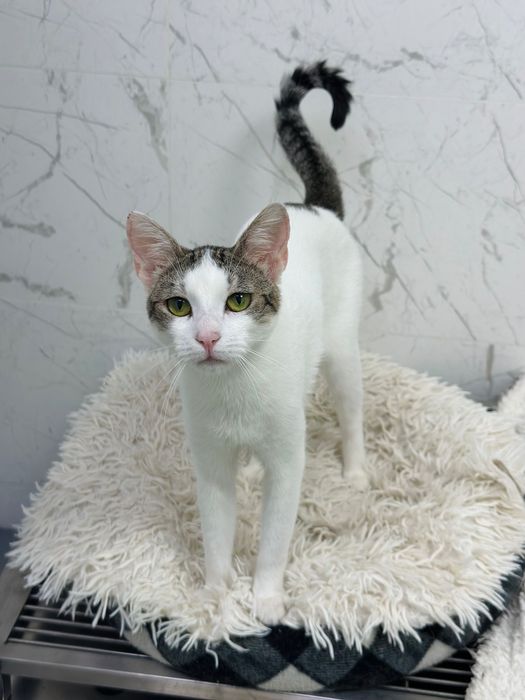Adopție responsabilă București fetița de 7 luni