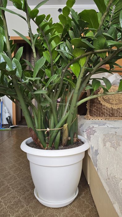 Замиокулькас долларовое дерево