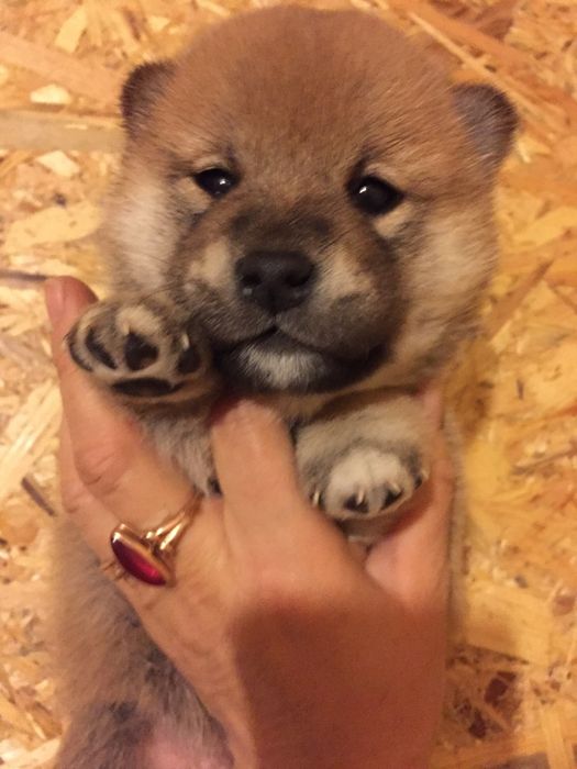 сиба ину на продажу