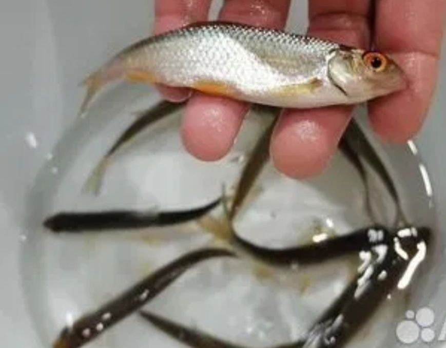 Живец чебака удочный