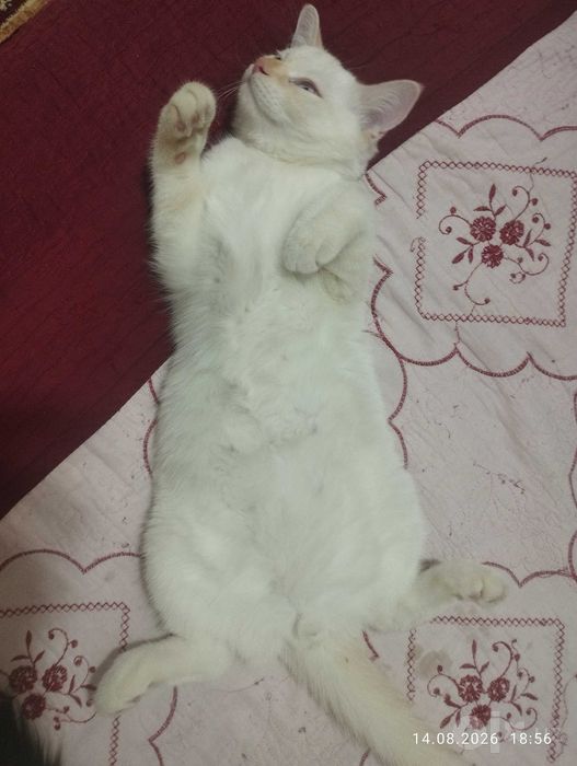 Mushuk sotiladi ogil bolla