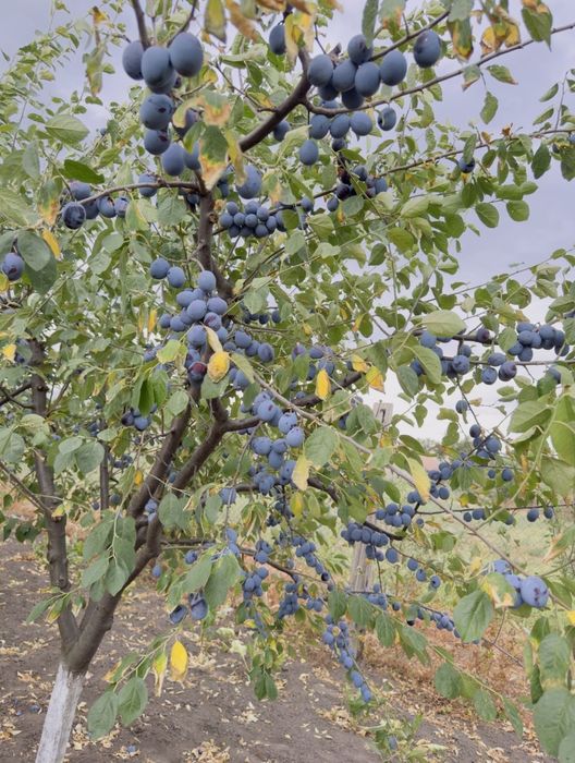 Prună pentru țuică & palincă