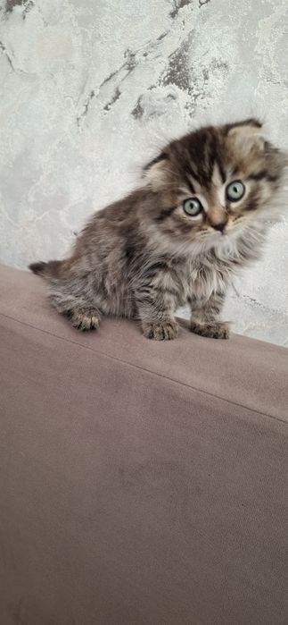 Шотландский мальчик хайленд фолд