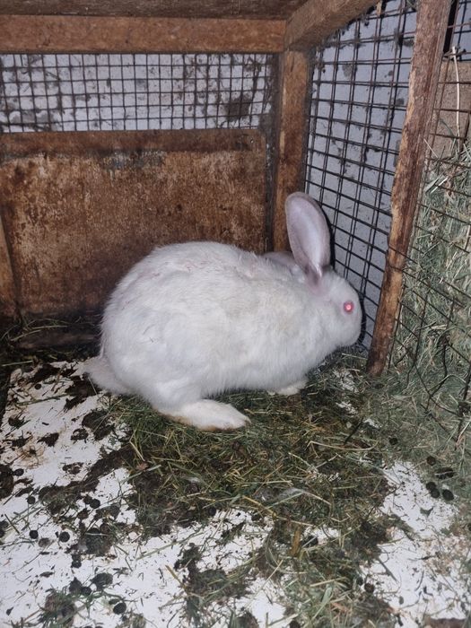 Кролики калефорня