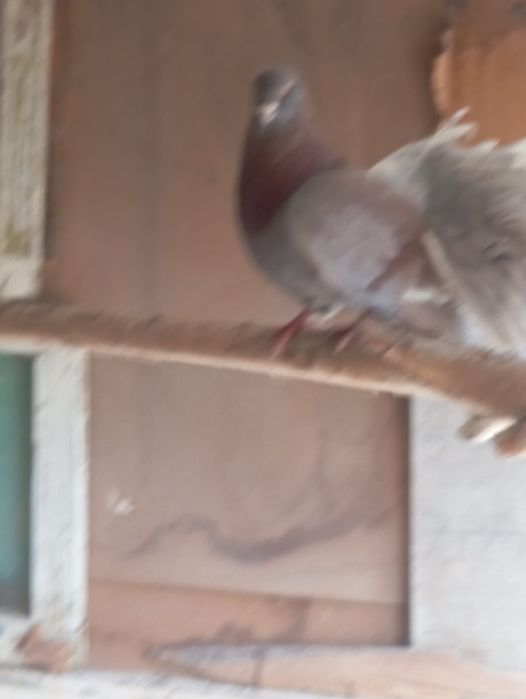 Голуби-павлины .