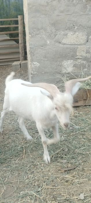 Теке сатылады 55мыңға