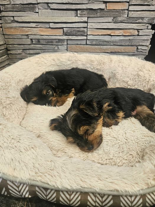 Йоркширски териер