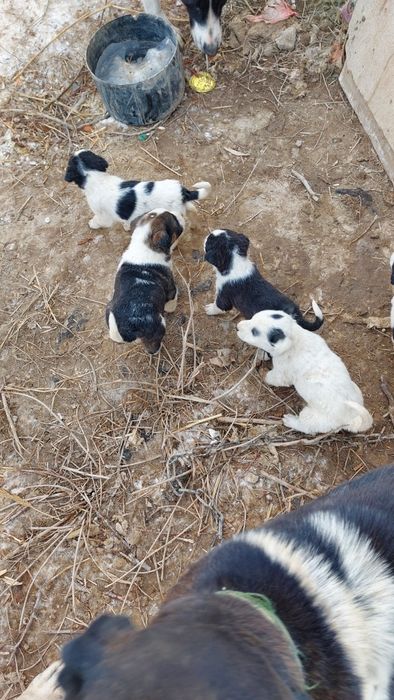 Төбет күшік сатылады