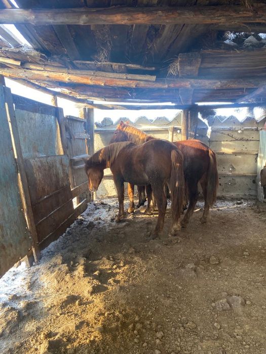 Продам Тайлар полутяж