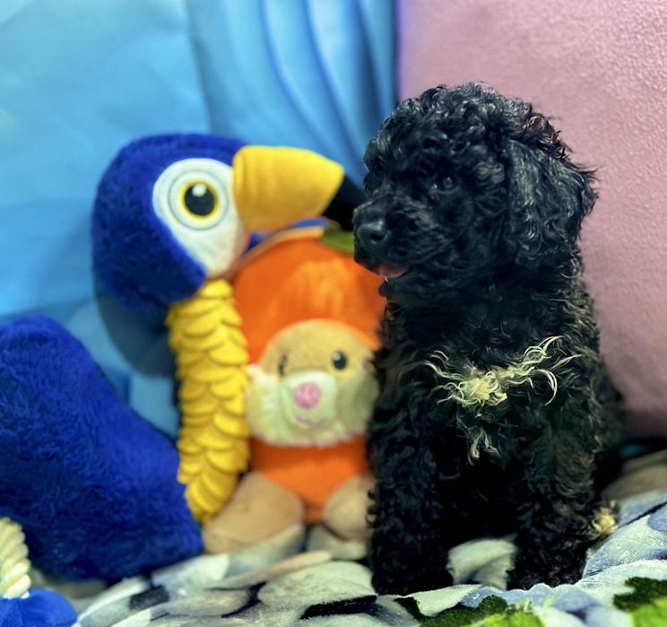 Пудел мини Момиче