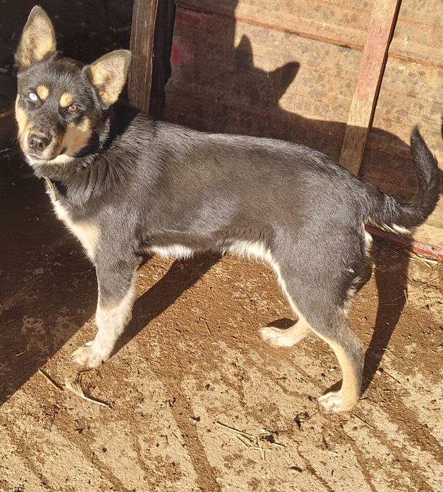 2 күшік сатылады