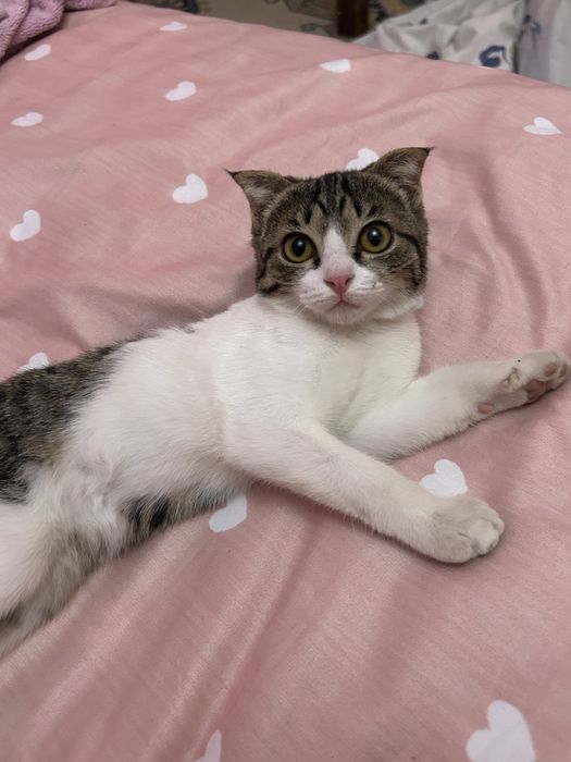 Котенок, отдам в добрые руки