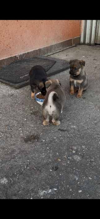 Donez femele Ciobănesc Caucazian și cățeluși de talie mică