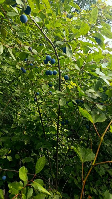 Продам дачу 10 соток, с/о Ромашка