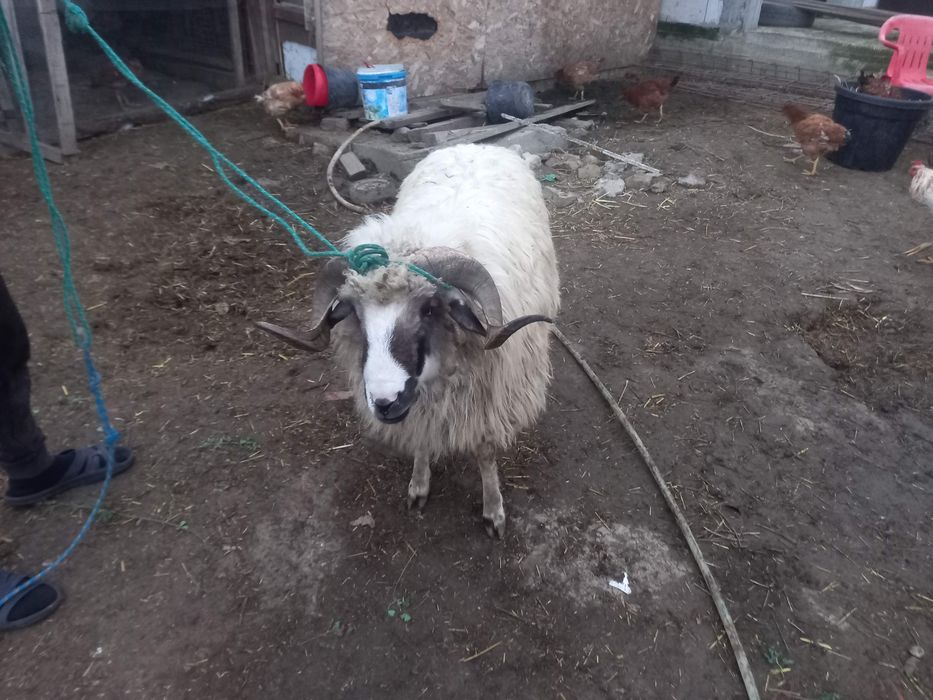 Vând Brebec  Rasa Turcana