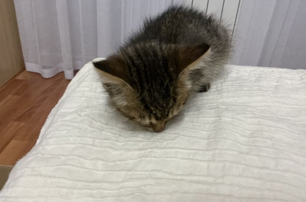 Отдам котика в добрые руки