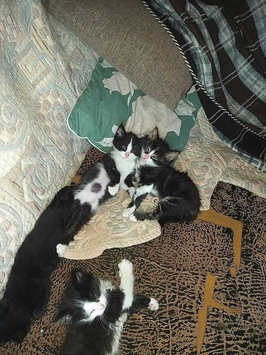 Игривые, воспитанные мурлыки