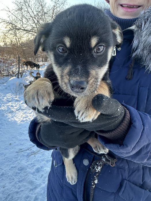 Мальчик щенок вакцинированый