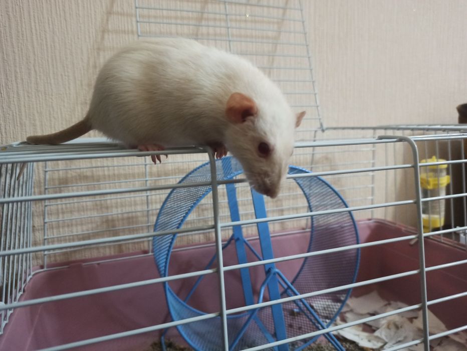 Продам крысу в хорошие руки