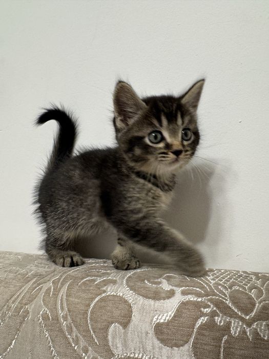Котенок в добрые руки
