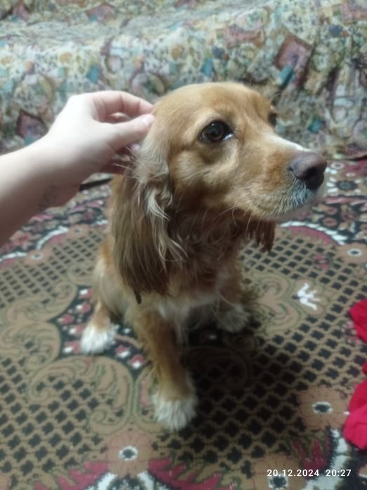 Порода чисто русская охотничья спаниель