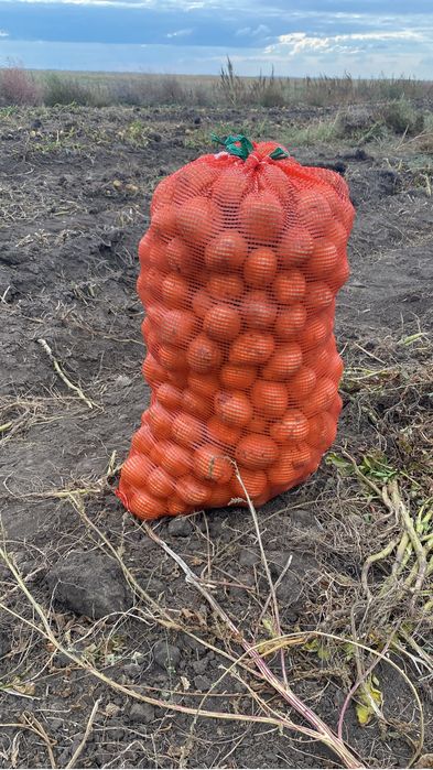 Продам картофель домашний