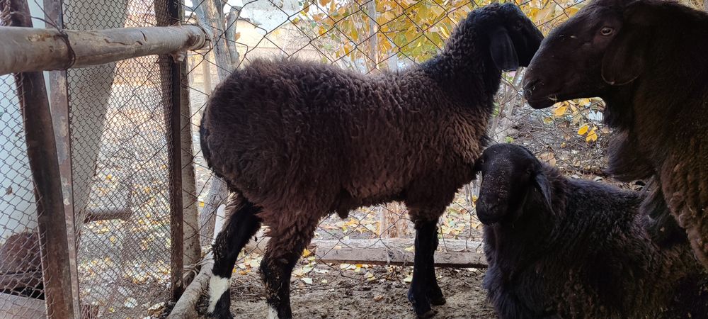 Qozi Qochqorla va kotta zotga tushadigan Qochqorla bor sotiladi