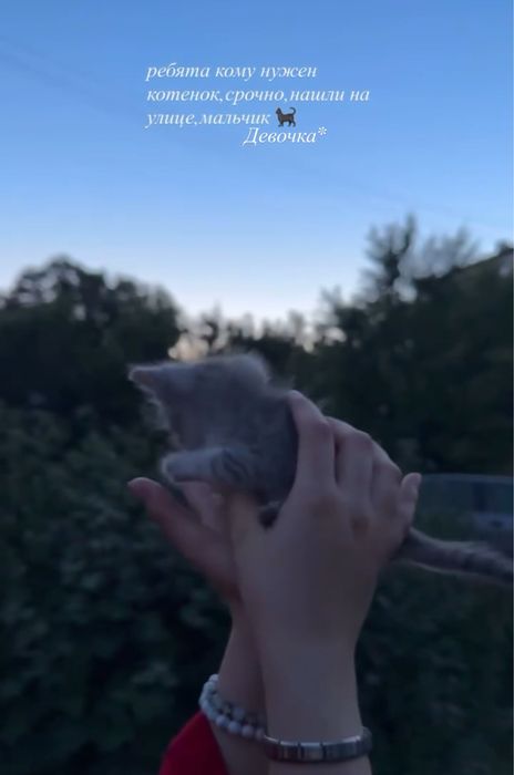 Отдам кошечку в добрые руки