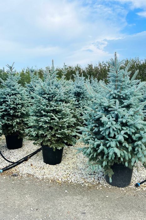 Brazi arginti la ghiveci